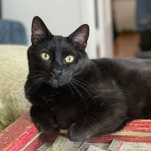 Meet your Posher, Alexa